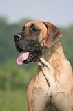 DOGUE ALLEMAND 599